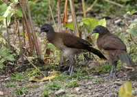 Grey Headed Chachalaca