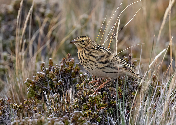 Falklands Pipit