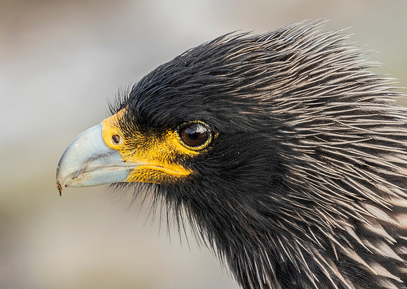 Striated Caracara
