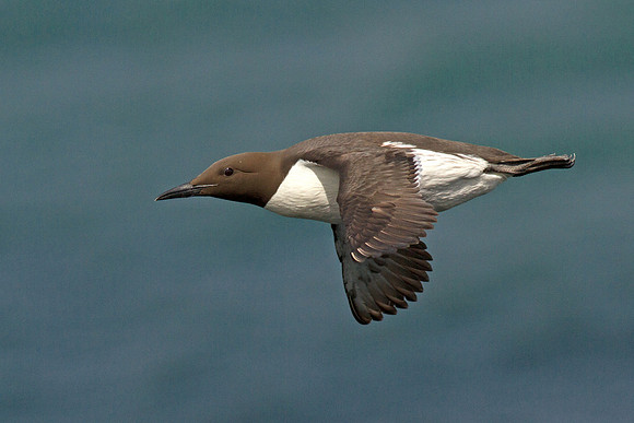 Guillemot in Flight
