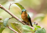 White Throated Mountain Gem