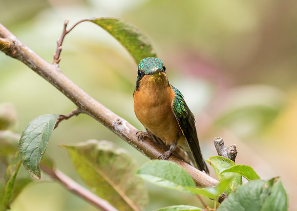 White Throated Mountain Gem
