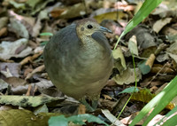 Great Tinamou
