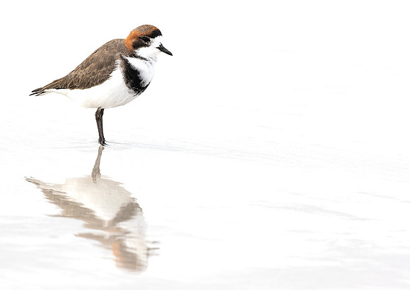 Two- Banded Plover