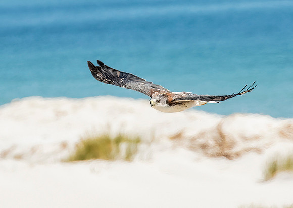 Variable Hawk