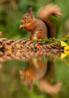 Red Squirrel reflection