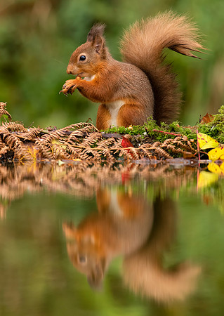 Red Squirrel reflection
