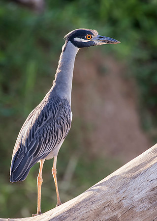 Yellow-Crowned Night Heron