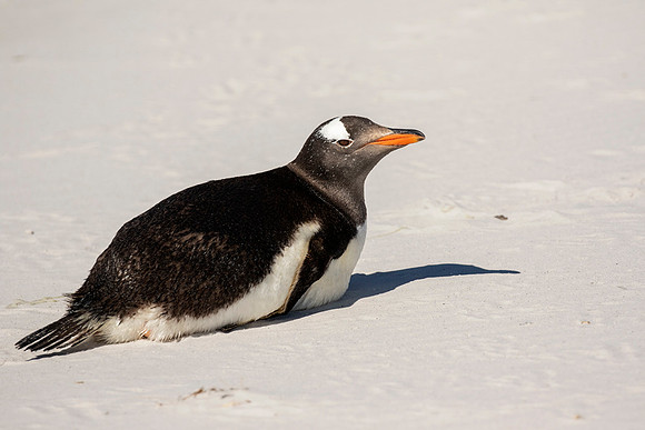 Gentoo Penguin