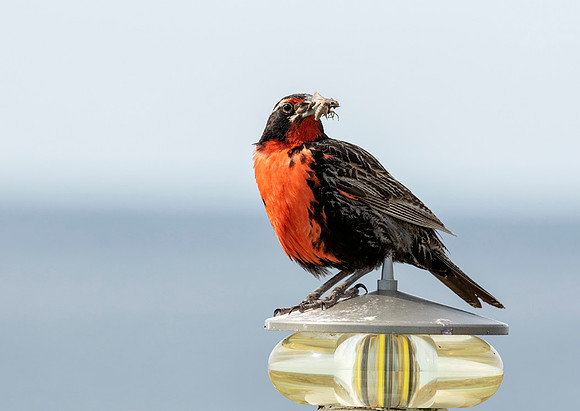 Long Tailed Meadowlark