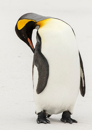King Penguin