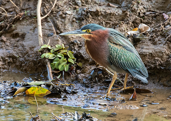 Green Heron