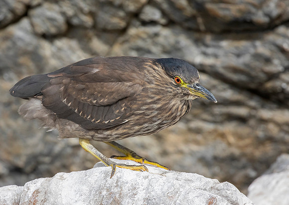 Black-Crowned Night-Heron (Juvenile)