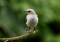 Tropical Mockingbird