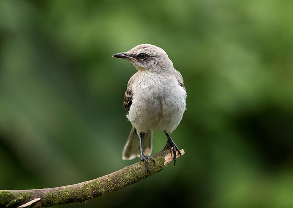 Tropical Mockingbird