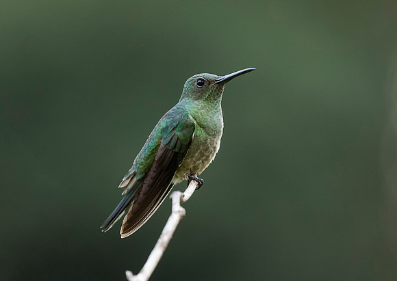Scaly Breasted Hummingbird