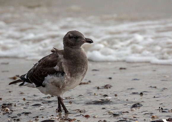 Dolphin Gull