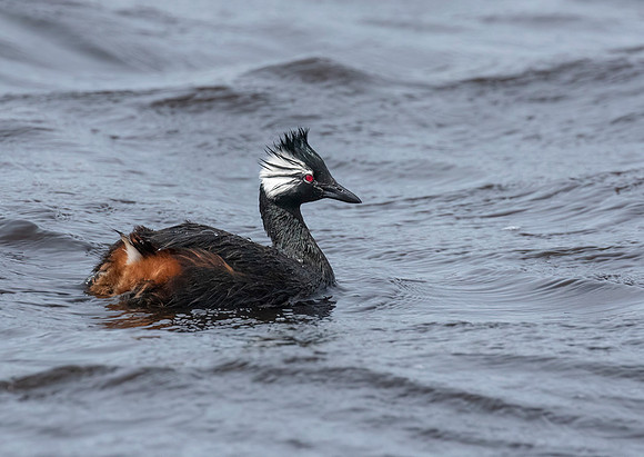 White-Tufted Grebe