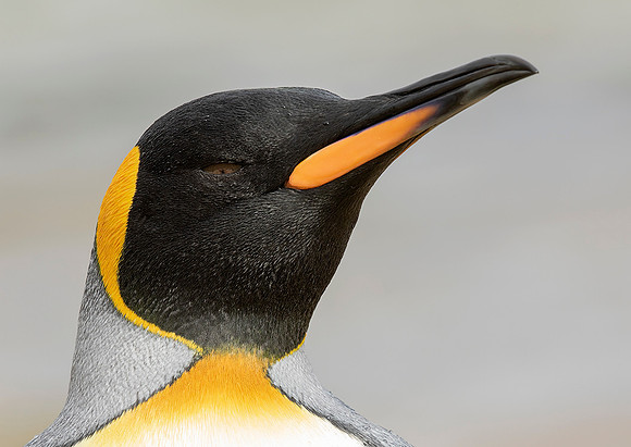 King Penguin