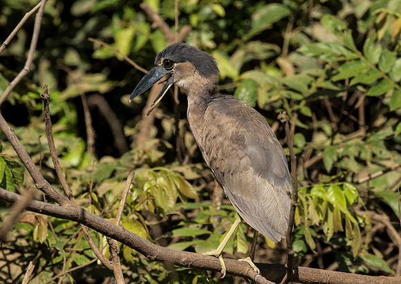 Boat Billed Heron