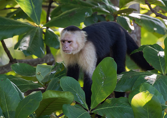 White Faced Capuchin