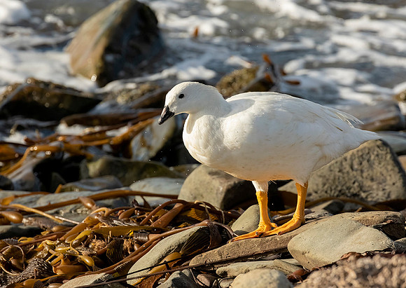 Kelp Goose (Male)