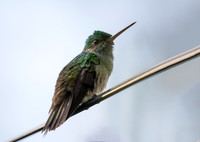 Charming Hummingbird