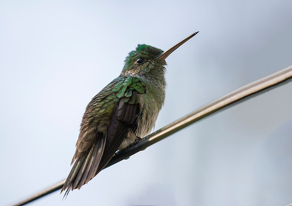 Charming Hummingbird
