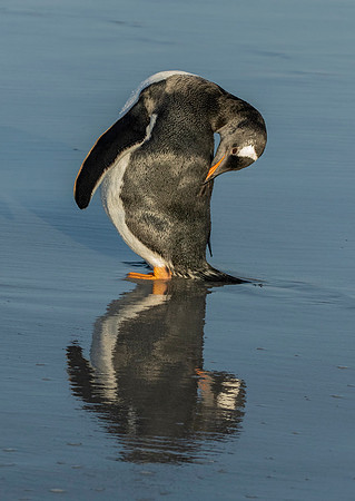 Gentoo Penguin