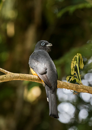 Black Headed Trogon
