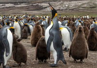 King Penguins with Chicks