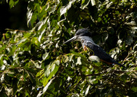 Ringed Kingfisher