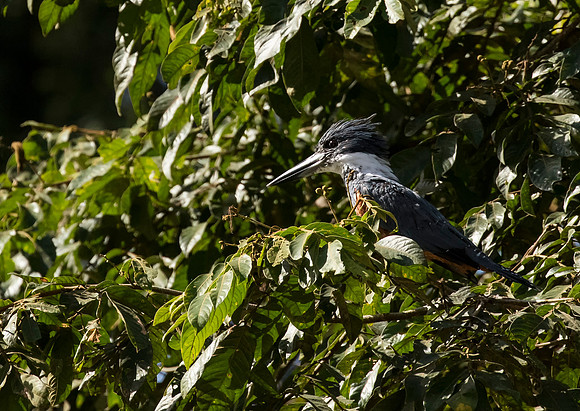 Ringed Kingfisher