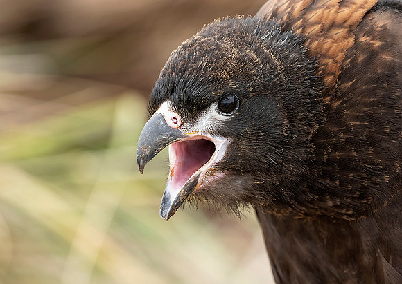 Striated Caracara