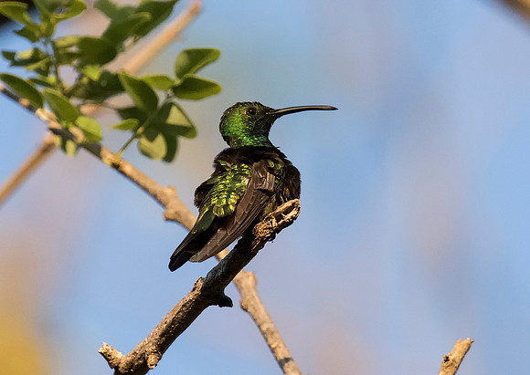 Green Breasted Mango