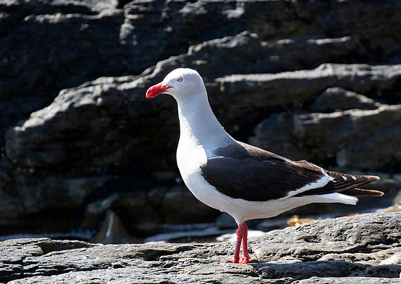 Dolphin Gull