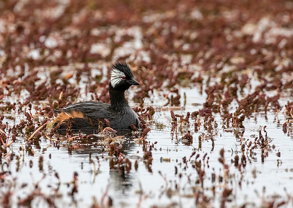 White-Tufted Grebe