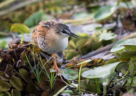 Yellow Breasted Crake