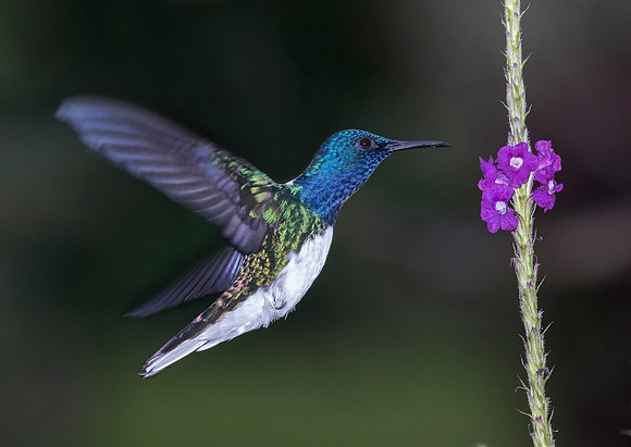 White Necked Jacobin