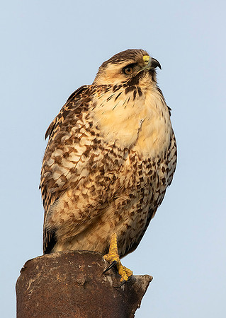 Variable Hawk