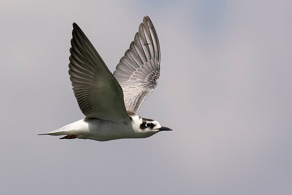 White Winged Black Tern in Flight