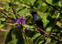 Steely Vented Hummingbird
