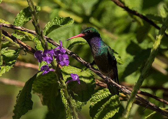 Steely Vented Hummingbird