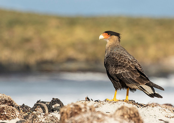 Crested Caracara