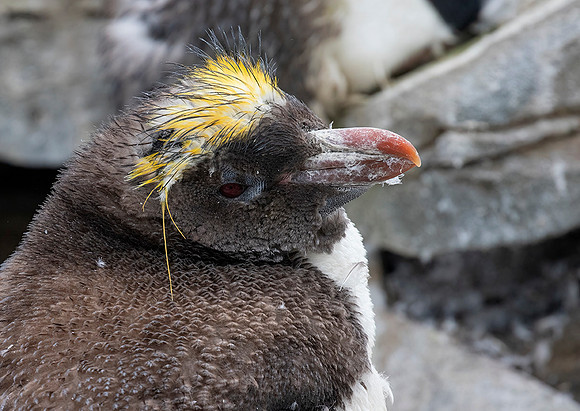 Macaroni Penguin