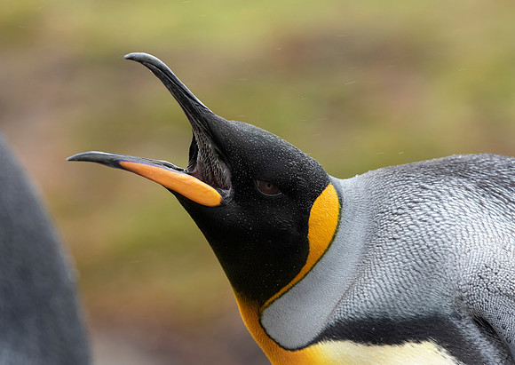 King Penguin