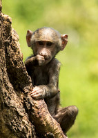 Young Yellow Baboon