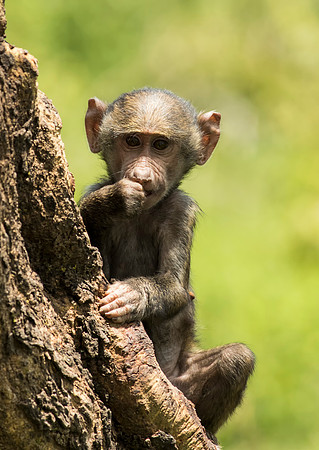 Young Yellow Baboon