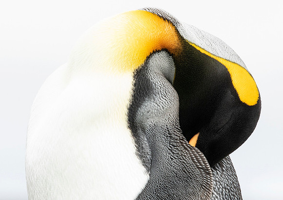 King Penguin