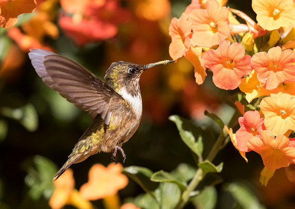 Scintillant Hummingbird